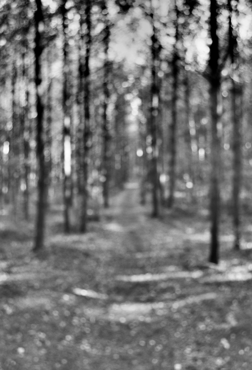 A mistery in the forest