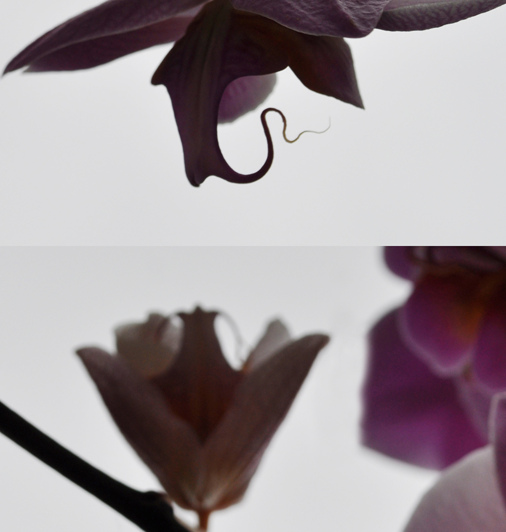 Subtle purple details